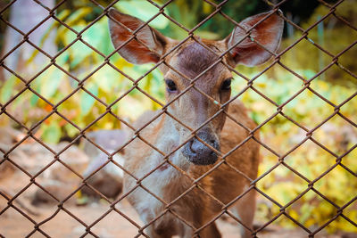Close-up portrait of deer in zoo