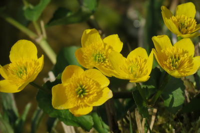 Close-up of yellow flowering plant