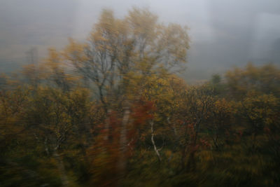 Scenic view of trees in forest against sky during autumn