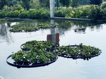 High angle view of potted plants by lake