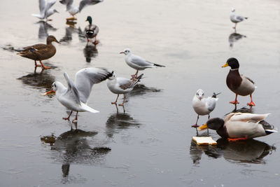 Birds in water during the winter months 