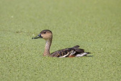 Duck on a grass