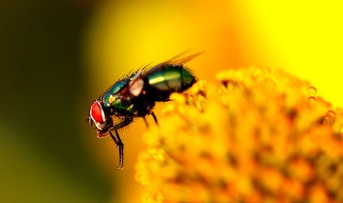 Close-up of insect on yellow flower