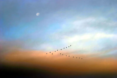 Low angle view of birds flying in sky