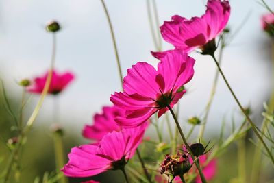 Close-up of pink cosmos flowers