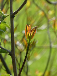 Close-up of flower blooming outdoors