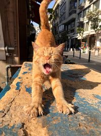 Close-up of a cat yawning