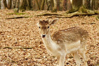 Portrait of deer on field