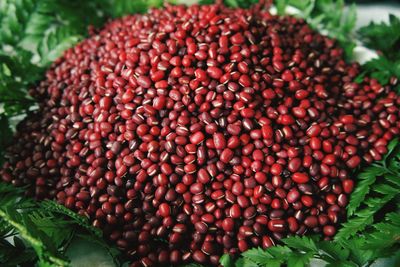 High angle view of red beans by plants