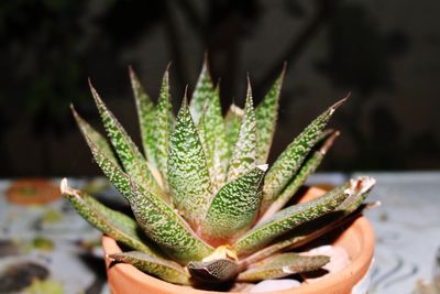 Close-up of cactus plant