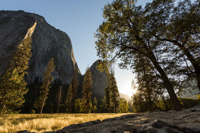 Trees growing on rocks against sky