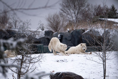 View of wolves on snow covered land