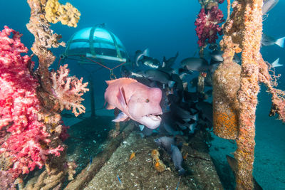 View of fish swimming in sea