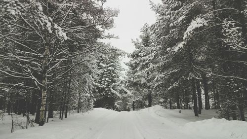 Snow covered trees against sky