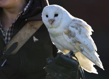 Midsection of person with white owl