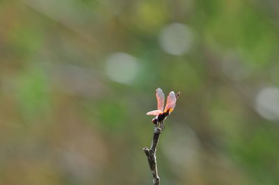 Close-up of flower bud