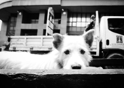 Portrait of a dog