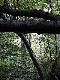 Low angle view of trees in forest