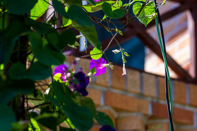 Close-up of purple flowering plant