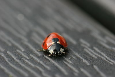 Close-up of ladybug on table