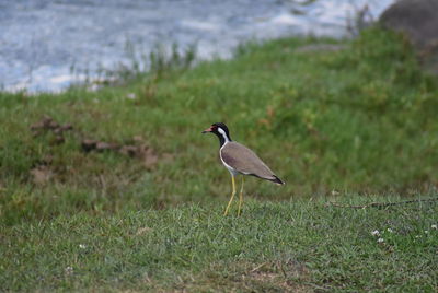 Bird perching on a field