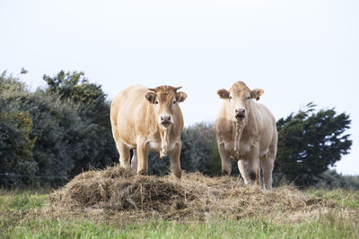 Cows on field against sky