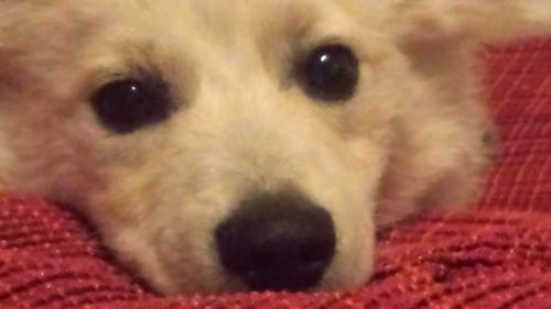 Close-up portrait of a dog