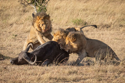 Cape buffalo attacked by three male lion