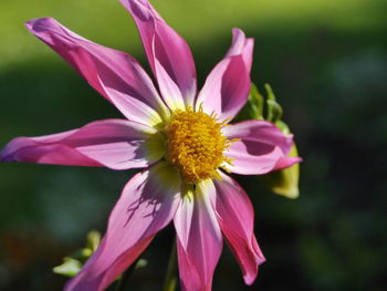 Close-up of pink flower blooming outdoors