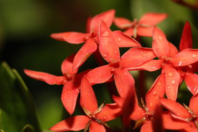 Close-up of wet red flowers