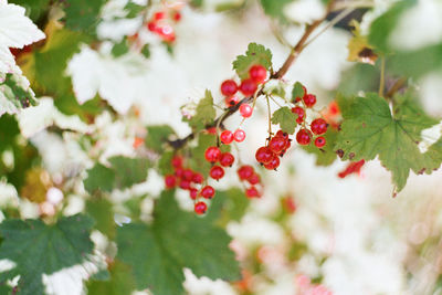 Close-up of red berries growing on tree