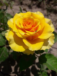 Close-up of yellow flower