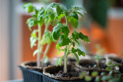 Close-up of potted plant