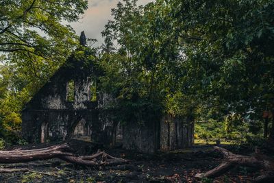 Trees and plants in forest