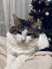 Close-up of cat