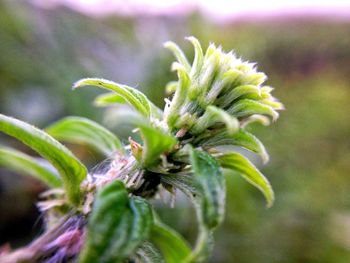 Close-up of green plant