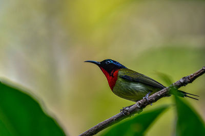 Close-up of bird perching on branch