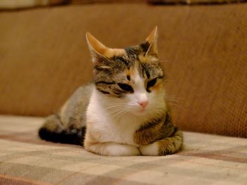 Cat sitting on sofa