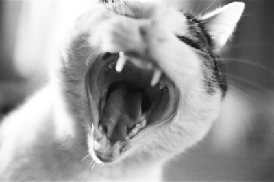 Close-up of cat yawning