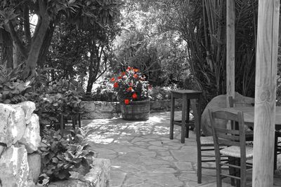 Chairs and trees in park