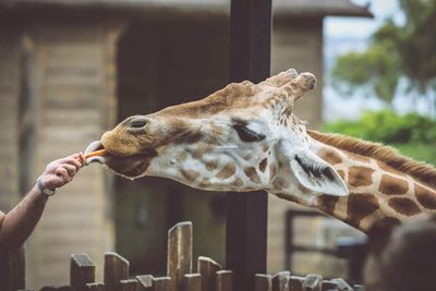 Close-up of hand feeding giraffe at zoo