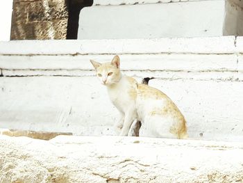 Portrait of white cat sitting on retaining wall