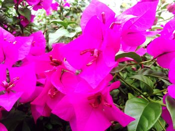 Close-up of pink flowers