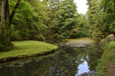 Reflection of trees in water