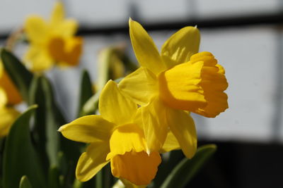 Close-up of yellow daffodil blooming outdoors