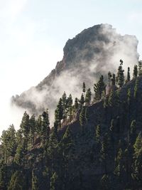 Scenic view of forest against sky