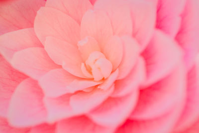 Full frame shot of pink rose