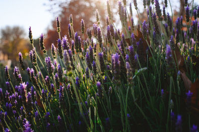 Close-up of purple flowering plants on field