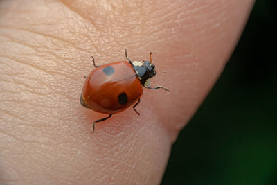 Close-up of ladybug on hand