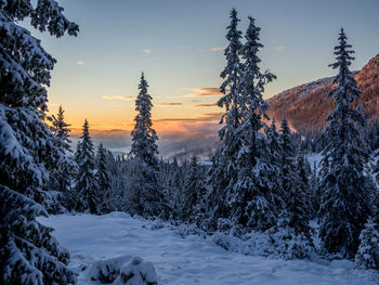 Snow covered land and trees against sky during sunset